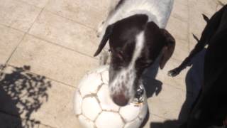 Actually, Angel Is Playfull All Day But Very Quiet And Gentle
