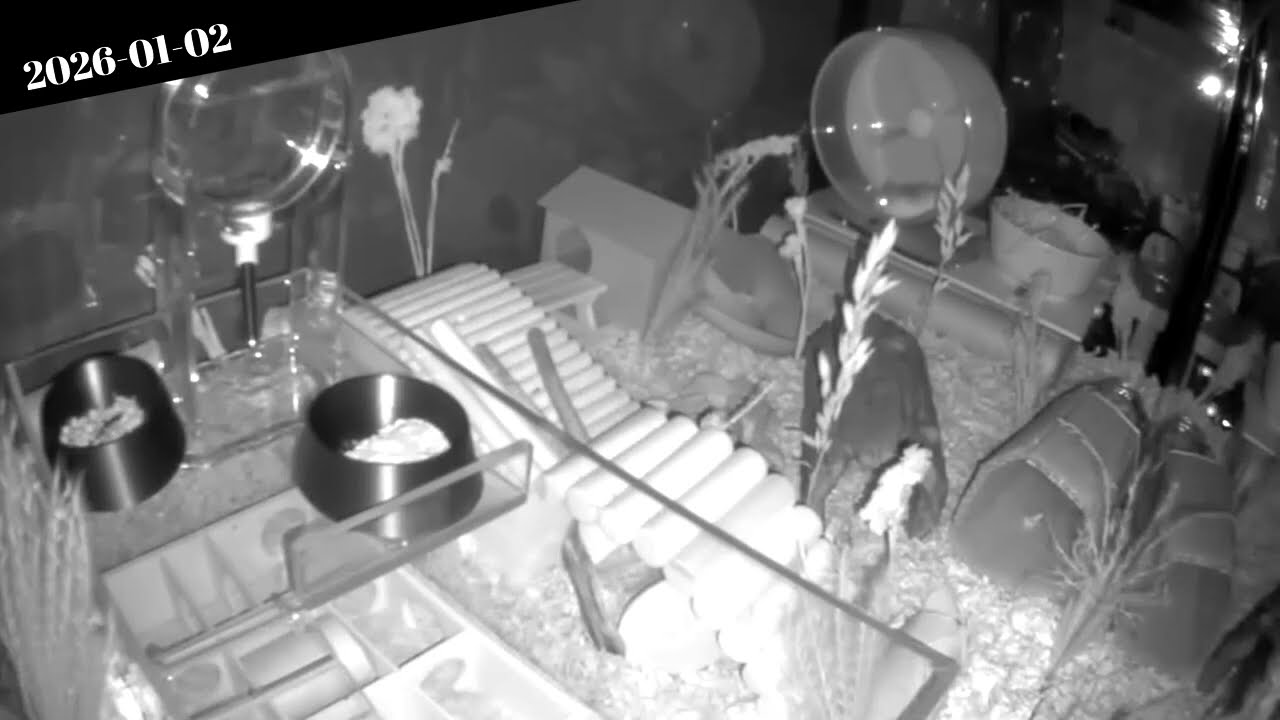 Hamsters Cams 2026-01-02