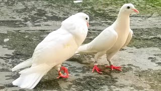 ОТМАРОЖЕННЫЕ!!! Эти линии голубей жара холод нипочём пруд!!!The lines of pigeons are FROSTBITTEN!!!