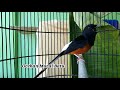Murai Batu Bisu Langsung Gacor Cukup Dengan Sekali Pancingan Dengan Suara Murai Batu Ini Mp3 - Mp4 Download