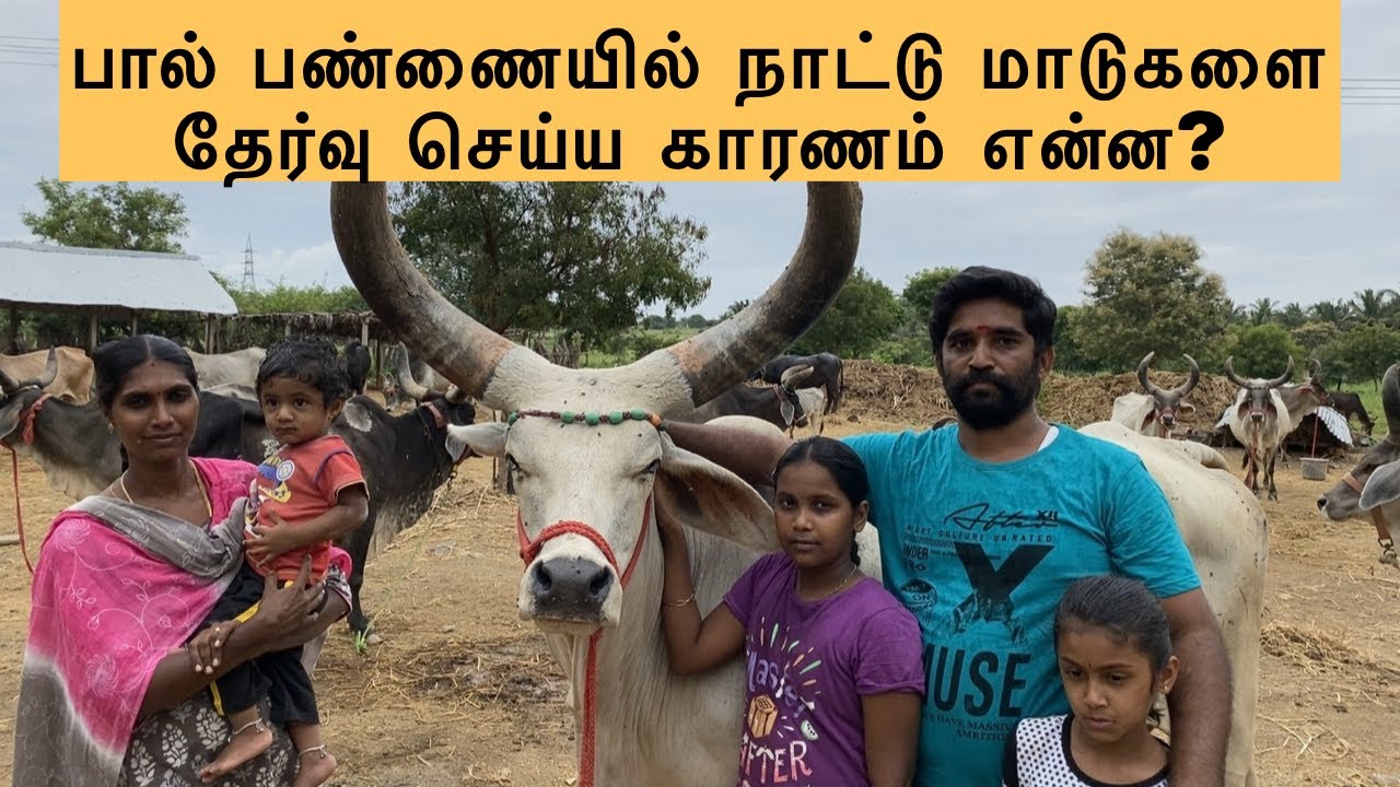 பால் பண்ணையில் நாட்டு மாடுகளை தேர்வு செய்ய காரணம் என்ன? | Best Cows for