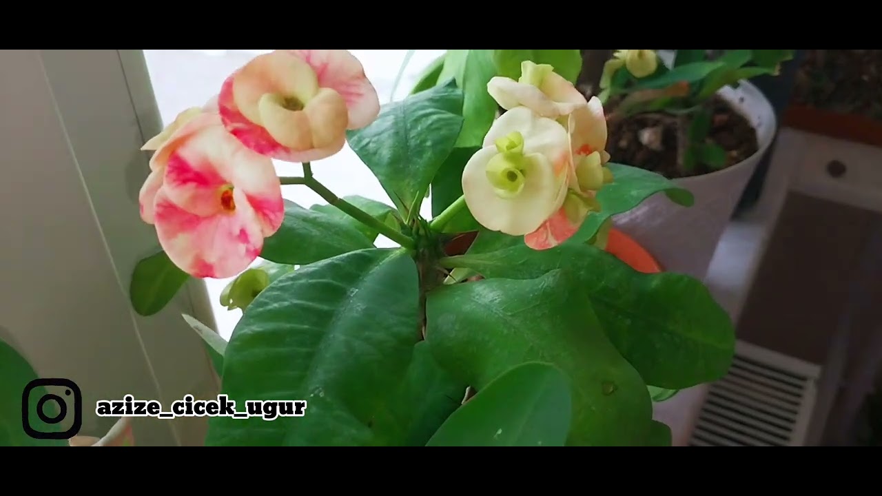 Çiçeklerini açan dikenler tacim ve pencere önu ozel turlerim❤️❤️❤️❤️❤️❤️❤️❤️❤️❤️❤️❤️❤️