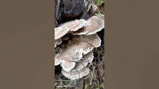 V1779 Kulat putih di Bukit Pelindung Kuantan. Kenali tumbuh hutan. #kulat #fungus