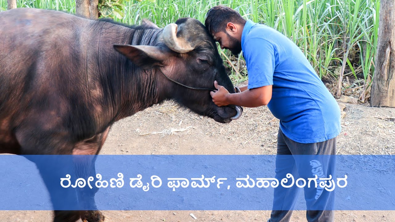 ವಿನೋದ್ ಕತ್ತಿಯ 'ರೋಹಿಣಿ  ಡೈರಿ'  । Hygenic dairy farm in Mahalingapura, Bagalkot | Part 3