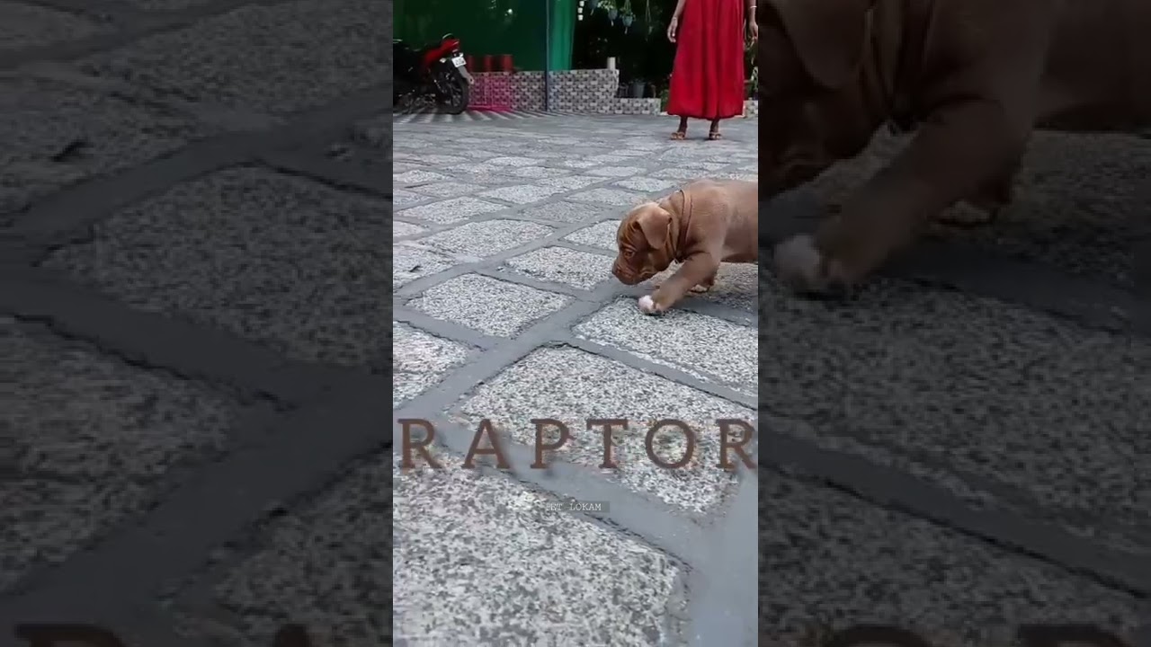 Pitbull dog attitude 😲