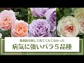 薬剤散布無しで育ててみて分かった本当に病気に強いバラ５品種