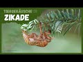 Tiergeräusche | Zikade 🦗