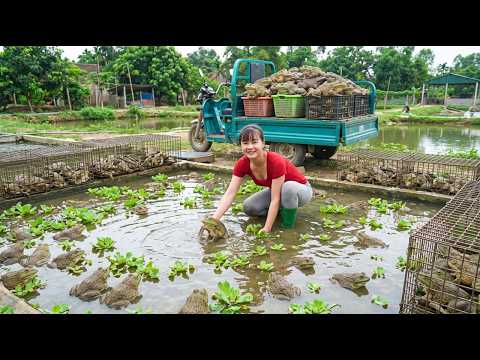 TIMELAPSE - Harvesting Thousands Of Giant Frogs | 3-Wheel Truck Overflowing To Village Market