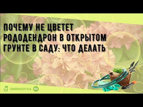 Видео: Нецветущие рододендроны - Как заставить рододендрон цвести