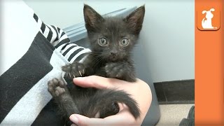 Holding A Precious Kitten Is The American Dream  Kitten Love