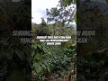 selagi mau berusaha pasti bisa #viral #quotes #motivation