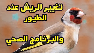 تغيير الريش عند الطيور والبرنامج الصحيح للحصول على طيور منتجة داخل القفص