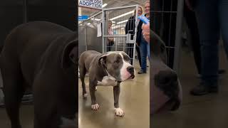 Senior dog meets new adopter at animal shelter