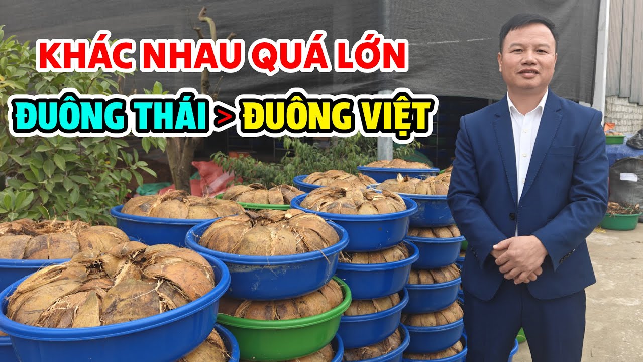 Đuông Dừa Thái Lan Có Gì Hơn Đuông Ta? So Sánh Thực Tế Tại Trang Trại Tuyên Quang Nuôi Đuông Dừa