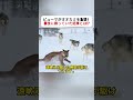 ピューマがオオカミを急襲！ 最後に待っていた結末とは!? #ピューマ #オオカミ #野生動物 #サバイバル #大自然