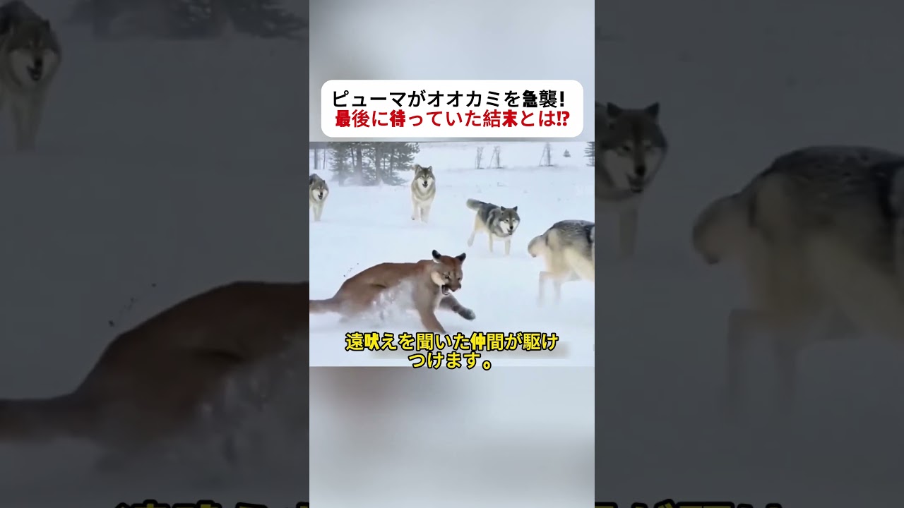 ピューマがオオカミを急襲！ 最後に待っていた結末とは!? #ピューマ #オオカミ #野生動物 #サバイバル #大自然