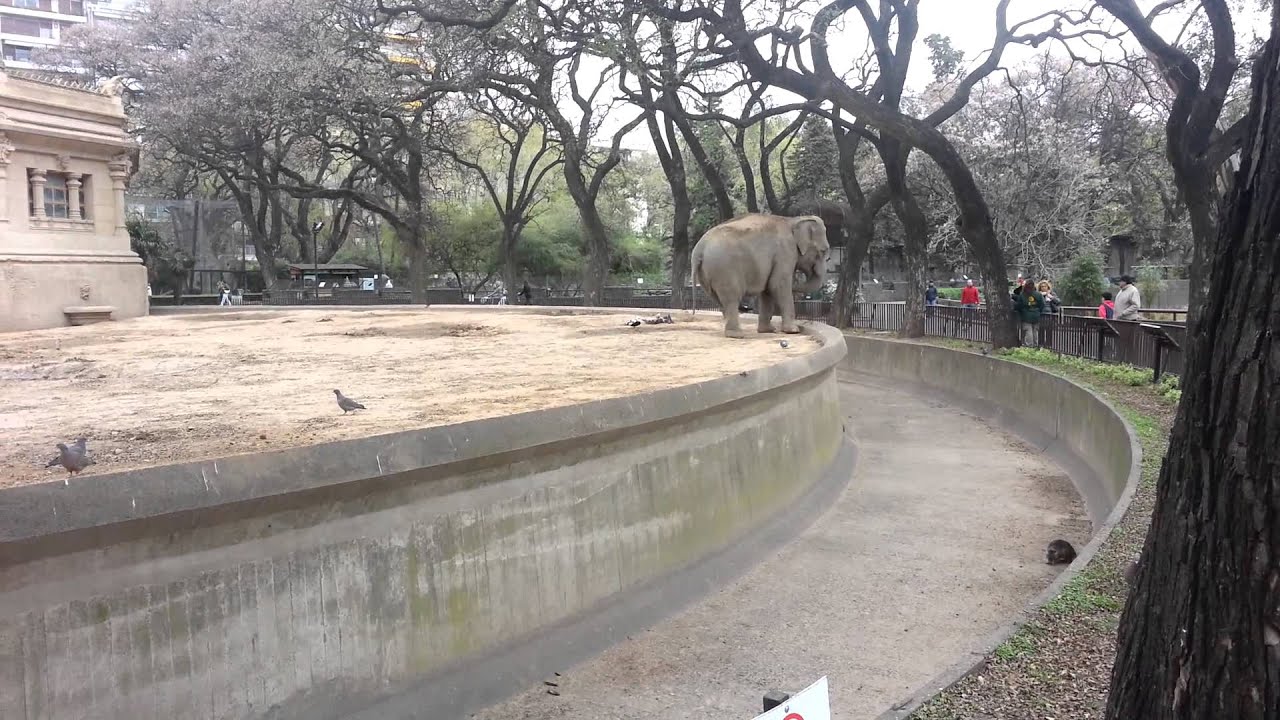 El hábitat del elefante asiático en el Zoo de Bs.As. 