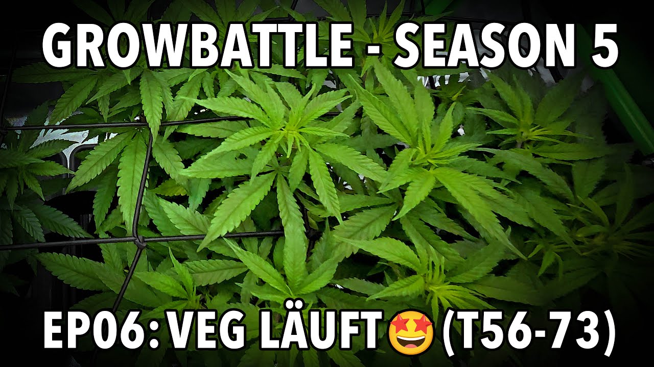 GROWBATTLE 5 💥 BASE vs  BOOST 🥦 EP06 VEG LÄUFT 🌱 2x Wifi OG Haze 💪🏻 by Vivosun