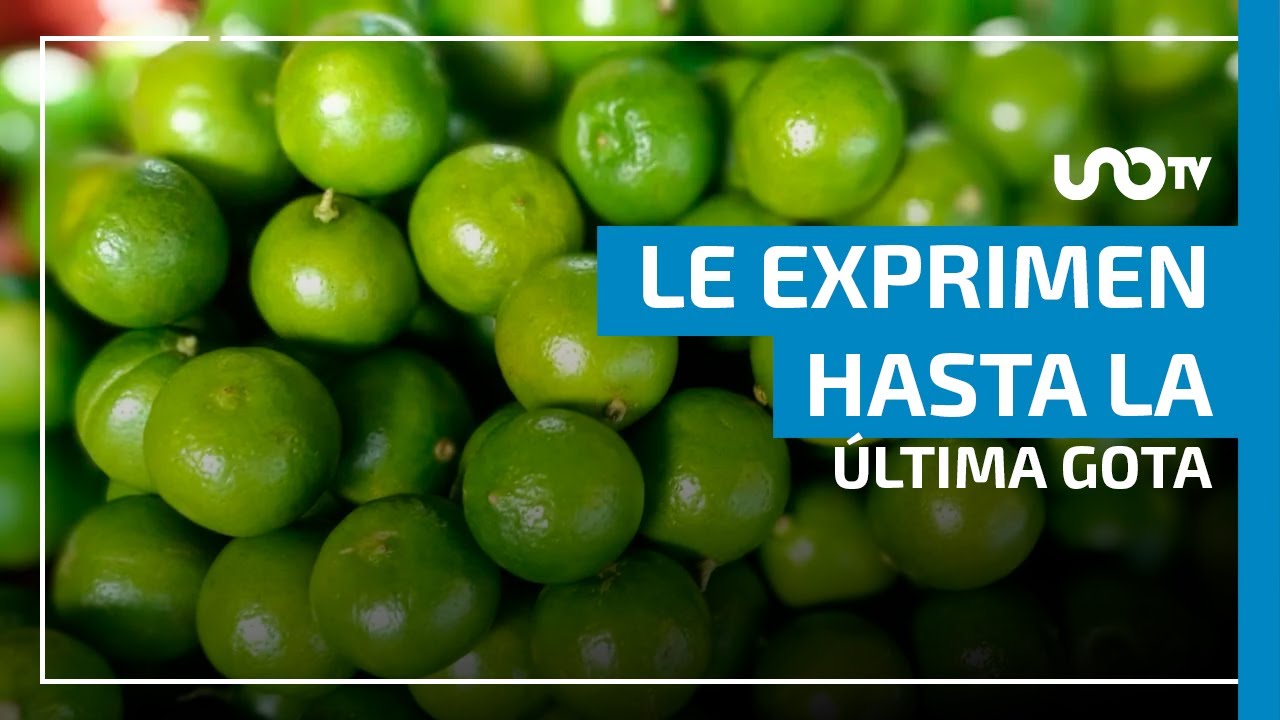 El limón, ¡un negocio muy jugoso!...para los intermediarios