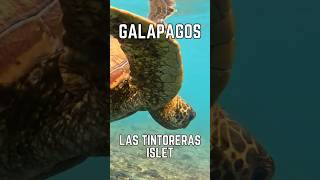 Galapagos: Las Tintoreras Islet Isabela Island Things To Do #galapagos #travel #islands #expedition