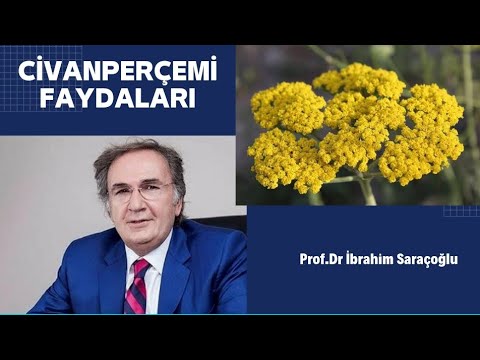 Video: Büyüyen Civanperçemi Bitkisi: Civanperçemi Nasıl Yetiştirilir