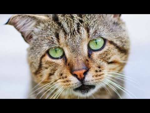 Vídeo: Baixo Nível De Açúcar No Sangue Em Gatos