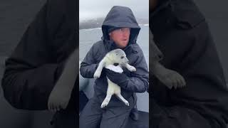 Download Lagu Too small to fight, too young to understand… this baby seal needs help 💔🦭 #seal MP3