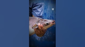Sudah Tau Belum, 4 Jenis Ikan Patin Budidaya