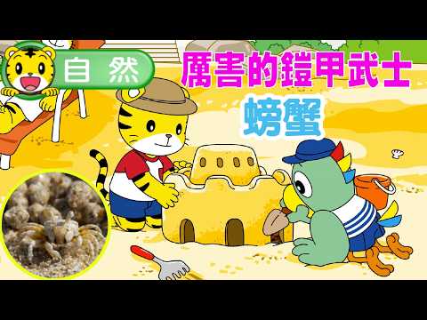 巧虎【知識小補帖】厲害的鎧甲武士（螃蟹） #幼兒 #自然 #親子 #育兒 #卡通 #動畫