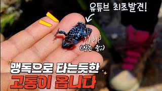 일냈습니다!! 유튜브최초 멸종직전의 희귀종을 발견했습니다.맹독이라는데 너무이쁘네요 by 다흑 40,238 views 1 month ago 10 minutes, 53 seconds