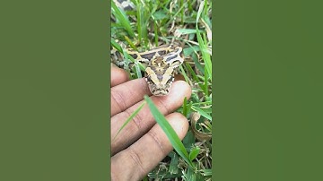 Burmese python handling tips and tricks.‼️💯