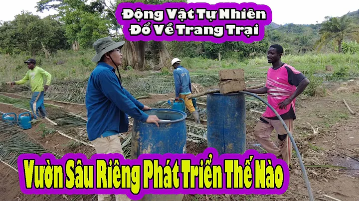 What are the first Durian trees in Angola doing now?|| 2Q Vlogs African Life