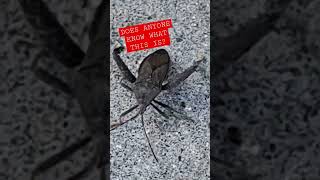 What is this Amazing creature. What are your thoughts #shorts #brain #bug #mindset