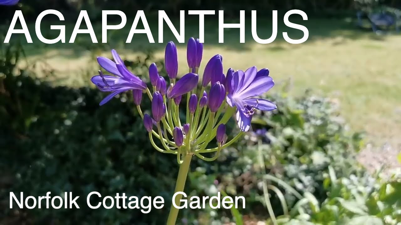 Agapanthus | How To Grow Agapanthus Plants