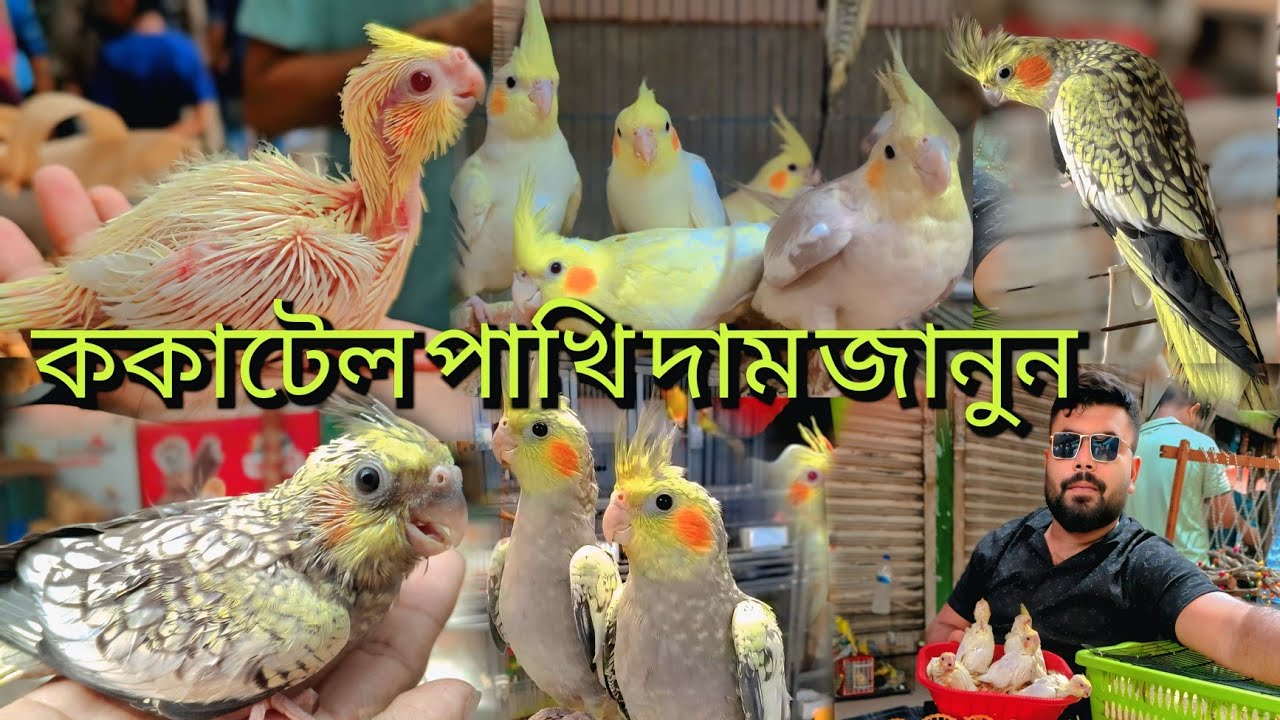ককাটেল পাখির দাম জানুন ধামাকা কিছু অফার আছে কিভাবে হ্যান্ড ফিডিং করবেন কত দিনে ডিম বাচ্চা করে 