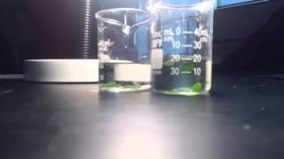 Floating leaf Disc Assay Photosynthesis Lab 2