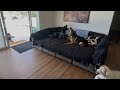 DOGEX: “Did we just become BEST FRIENDS?!” and Leia Learns How to Just Be a Dog!