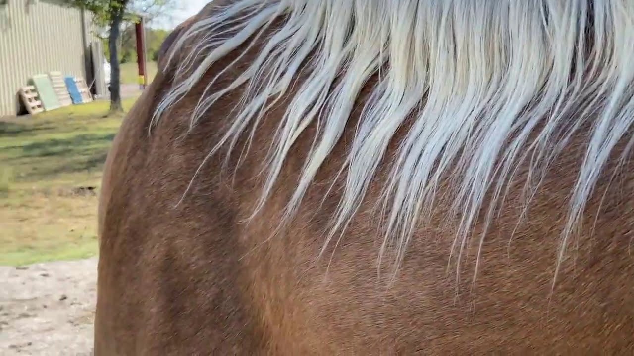 Installing A Horse Kick Wall In Run In Stall Getting Unwanted Help