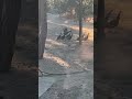#rc  rc car vs Turkeys