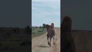 Camel 🐪 from Kazakhstan 🇰🇿