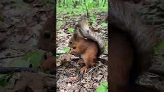 Перехватил Рыжика, дал грецких орехов. Похождения Рыжика и Белочки #squirrel #nature #wildlife