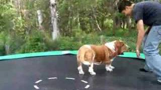 Trampolining Basset Hound