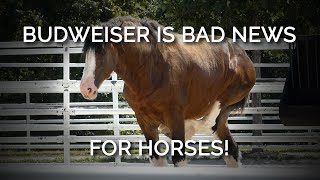 Budweiser Is Bad News for Horses! New Footage Shows Disfigured Clydesdales in Distress