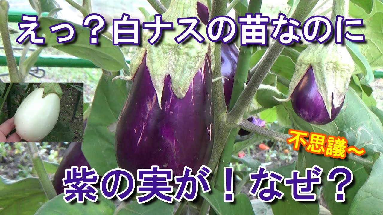 家庭菜園 白ナスを種から育てる 不思議 白ナスの苗に紫のナスが生っている Youtube