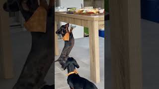 Dog Can’t Reach Food on a Table