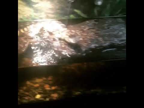lizard skin grips Panhandle Exotics American Alligators