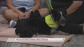 SPCA of East Texas: Meet Stella