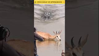 Crocodile Vs Springboks Drinking Water In The Swamp A Springboks Is Chased By A Big Crocodile