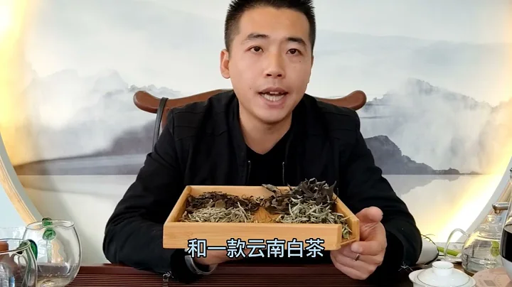 白茶市場進入強盛時期，幾十年老白茶是真假？普洱文通過對比講解 - 天天要聞