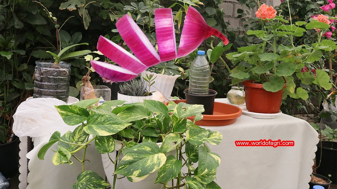 محلول البصل سماد طبيعي ومبيد فطري وهرمون تجذير ومقوي عام للنباتات